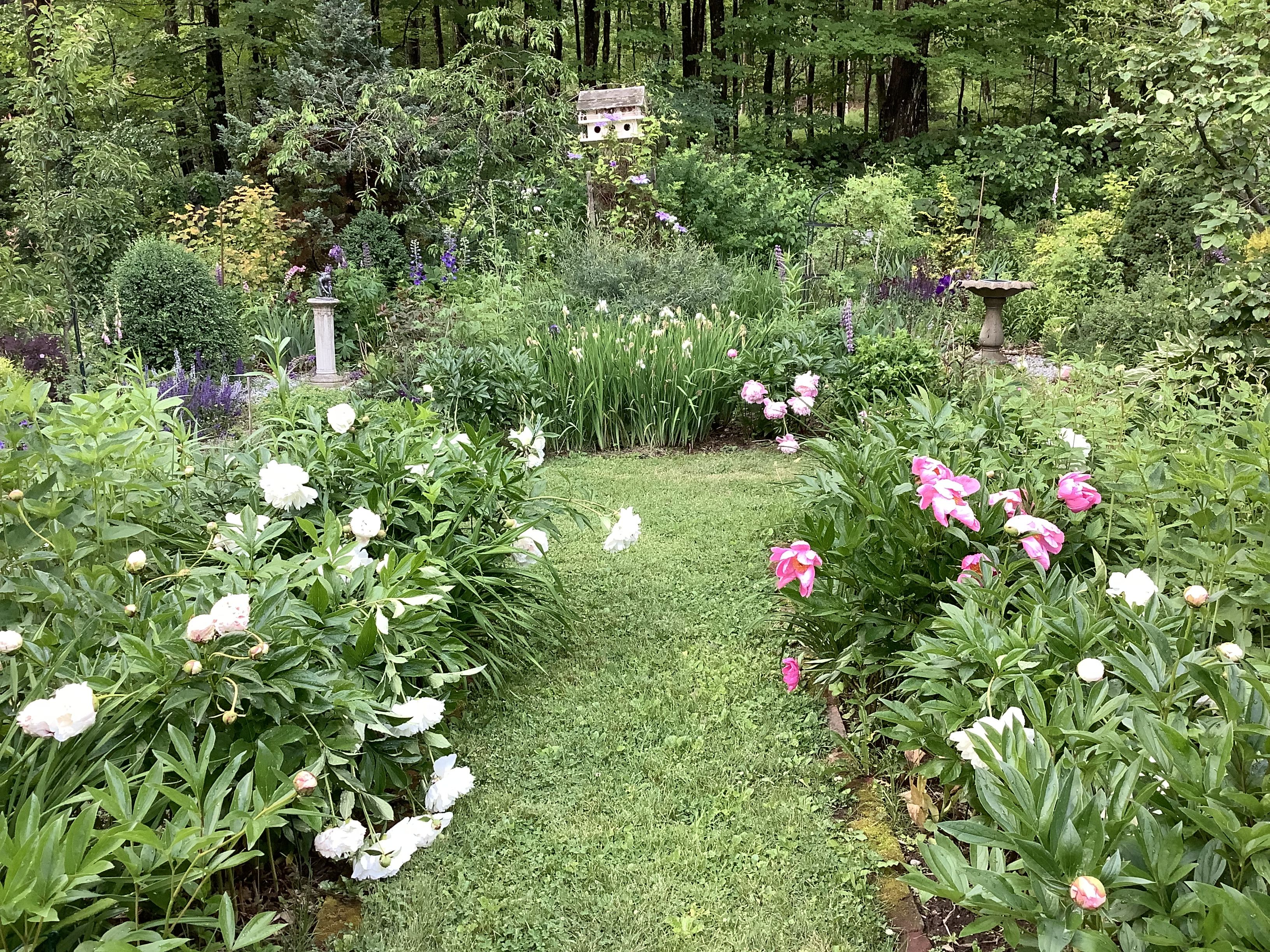photo of Cindy's garden pathway in bloom